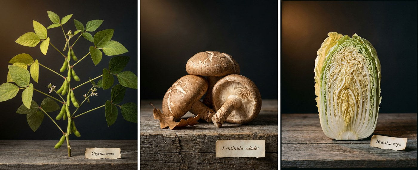 Edamame, shiitake mushrooms and napa cabbage photographed as botanical specimens